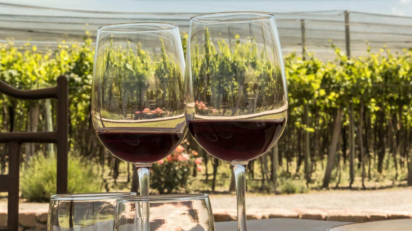 Comment la réservation en ligne transforme vos visites de vignobles